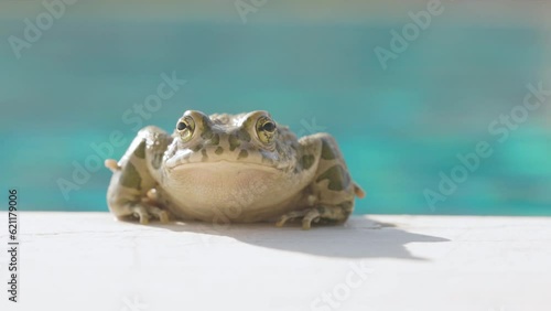 toad by a swimming pool photo