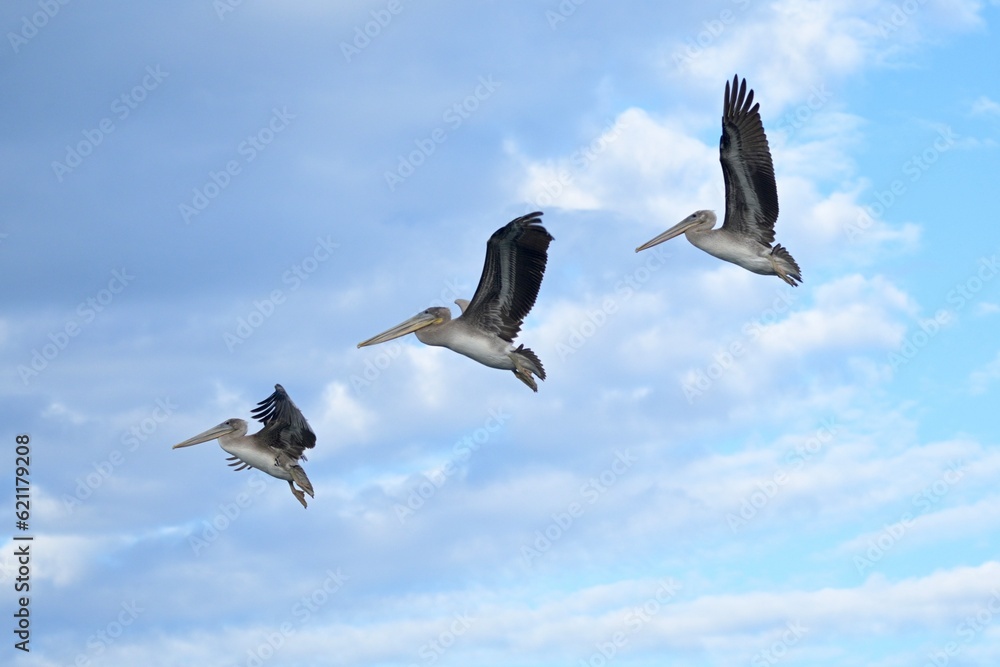 Pelicans one, two, three