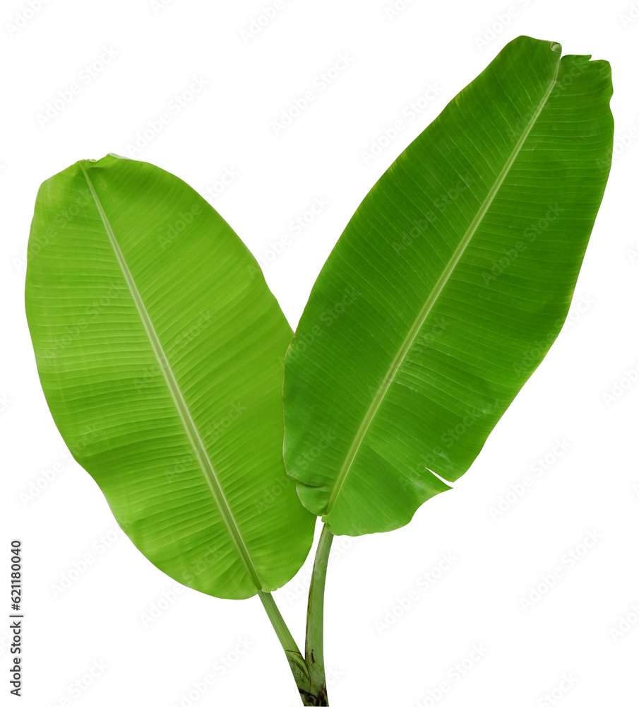Fototapeta premium Banana leaf isolated on transparent background