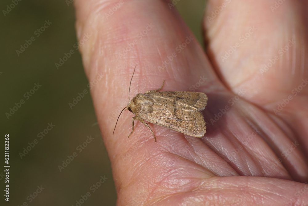 Obraz premium Uncertain (Hoplodrina octogenaria, syn. Hoplodrina alsines). Subfamily Amphipyrinae. Family Owlet moths (Noctuidae). On a hand. Summer, Dutch garden. 