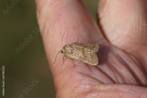Uncertain (Hoplodrina octogenaria, syn. Hoplodrina alsines). Subfamily Amphipyrinae. Family Owlet moths (Noctuidae). On a hand. Summer, Dutch garden. 