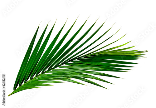 Green leaves pattern,leaf palm tree isolated