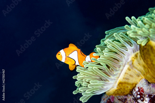 Clownfish Nemo Swims Out of Anemone © Craig Lambert Photo
