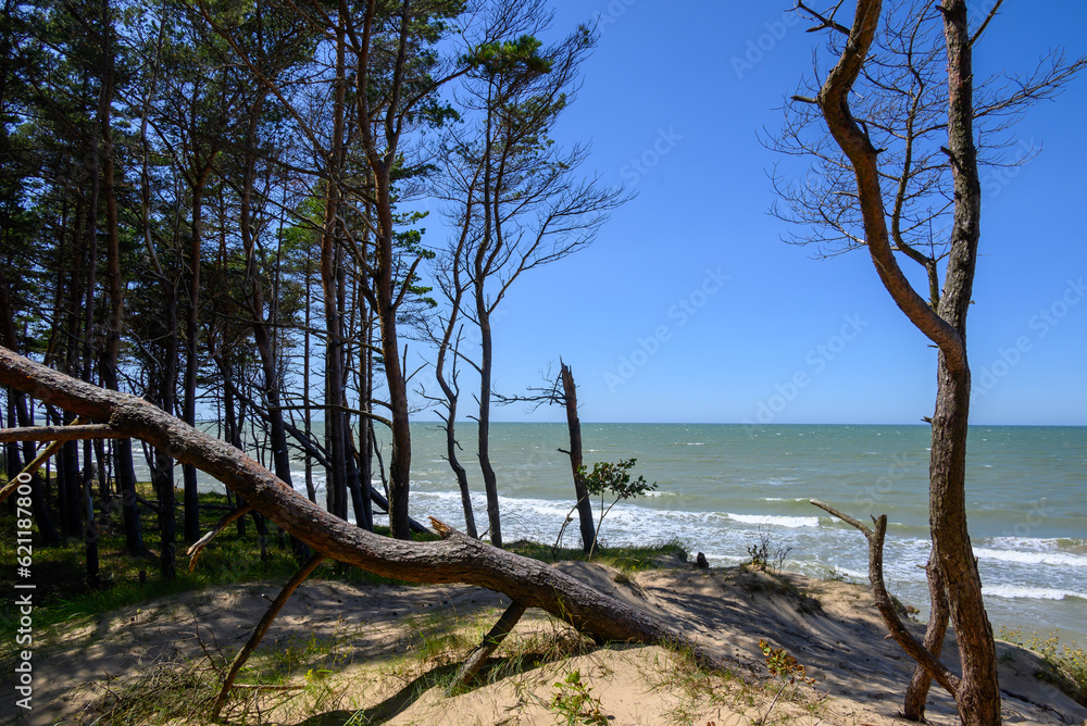 Pines on Baltic sea coast, Staldzene, Latvia.