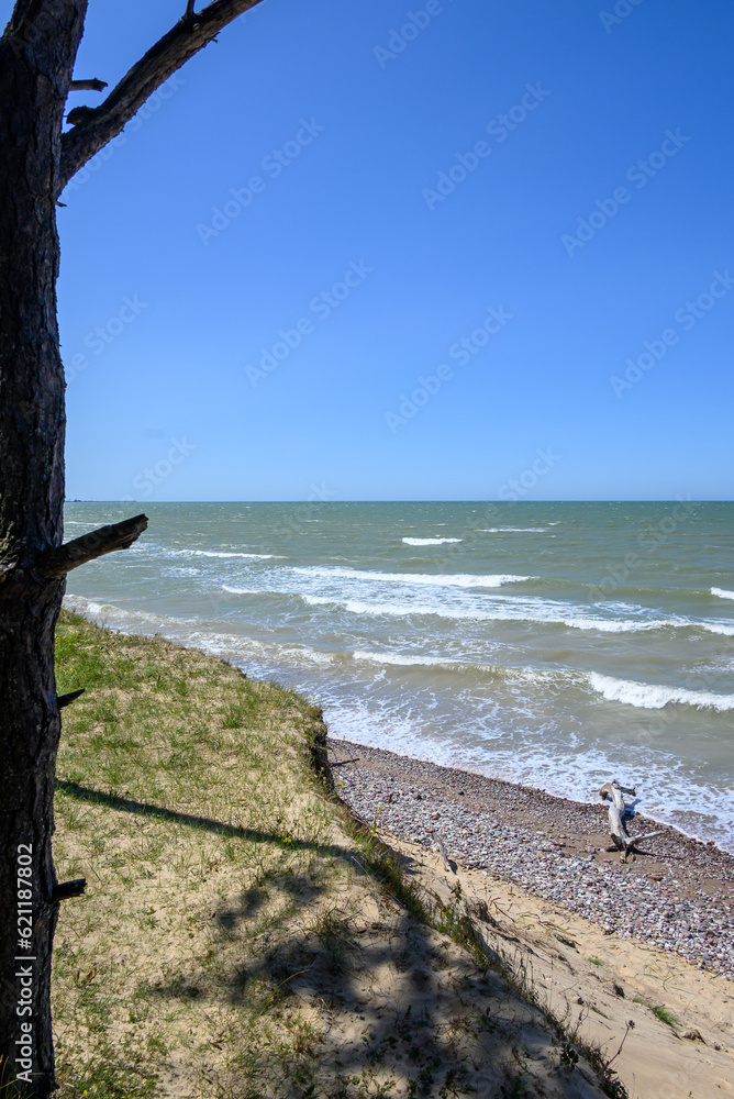 Pines on Baltic sea coast, Staldzene, Latvia. Pines on Baltic sea coast, Staldzene, Latvia.