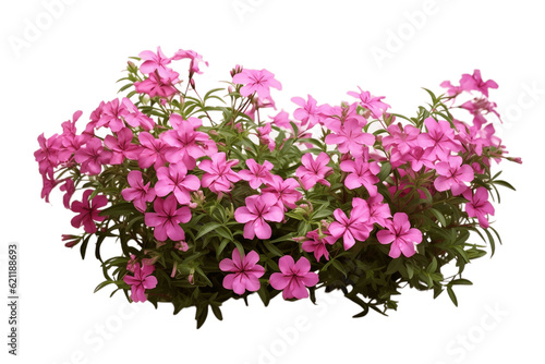 A group of Phlox Paniculata creeper plants isolated on a transparent background, Generative Ai