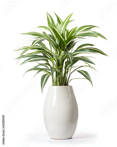 Long house plants in ceramic pots isolated on white