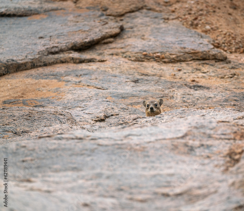 Head of a Rock Dassie poking out above rocks in Augrabies National Park in Soutch Africa