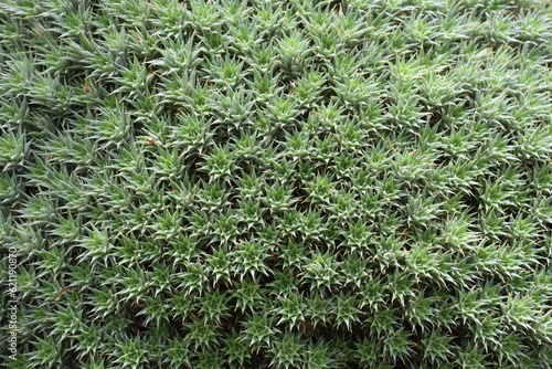 Green Star Shaped Pattern Succulents Densly Planted photo