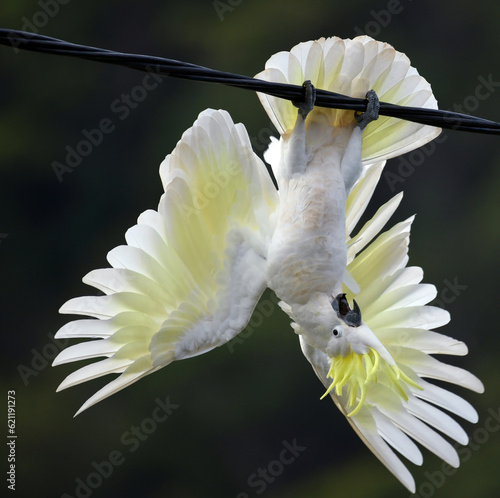 An Australian sulphur-crested cockatoo clowning upside down on a power line. photo