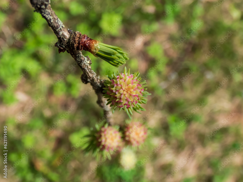 Close-up shot of the pink young female cones of the Japanese larch (Larix kaempferi) appearing in early spring on branches