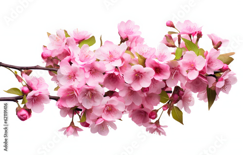 Close-up pink cherry blossom  Bright pink cherry tree flowers isolated on white