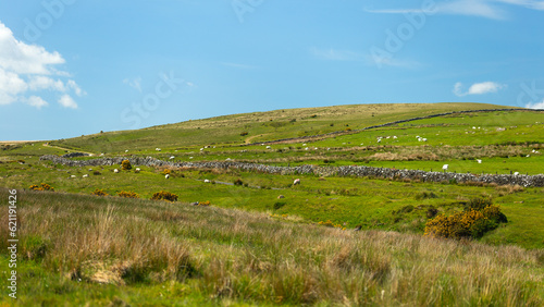 Dartmoor National Park, with a bright blue cloudy sky and lush green grass foreground with sheep and stone wall