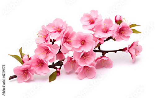 Close-up pink cherry blossom  Bright pink cherry tree flowers isolated on white