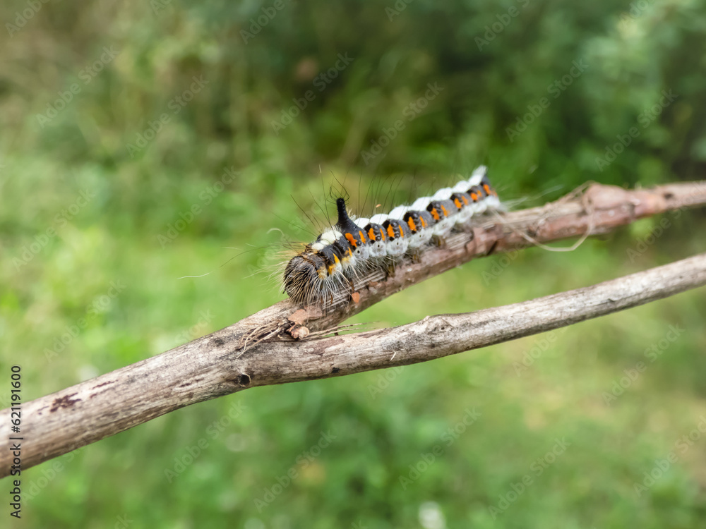 Fototapeta premium Macro shot of the caterpillar of the grey dagger (Acronicta psi) on a branch outdoors in sunlight. Larva is quite hairy, greyish, with red spots along the sides, it has a distinctive horn