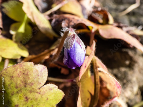 Beautiful macro shot of a first single wildflower Large blue hepatica (Hepatica transsilvanica) starting to bloom with closed bud between rock in bright sunlight in spring photo