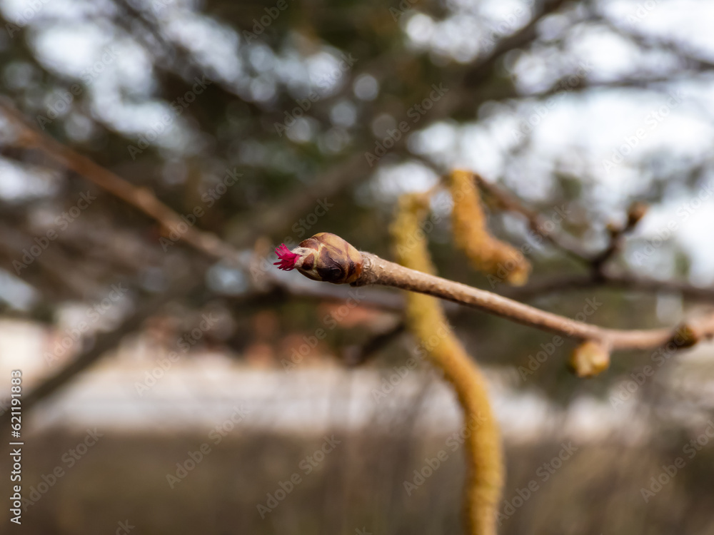 Macro shot of small, pink and magenta female buds and flowers at the tips of branches of the hazelnut tree. The flowers bloom before the leaves emerge. Hazelnuts in bloom