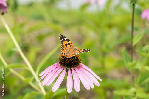A butterfly is landing on the flower.