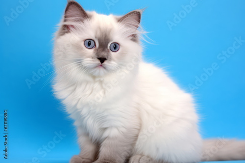 Cute Ragdoll in nature, national geography, Wide life animals. AI Generated.