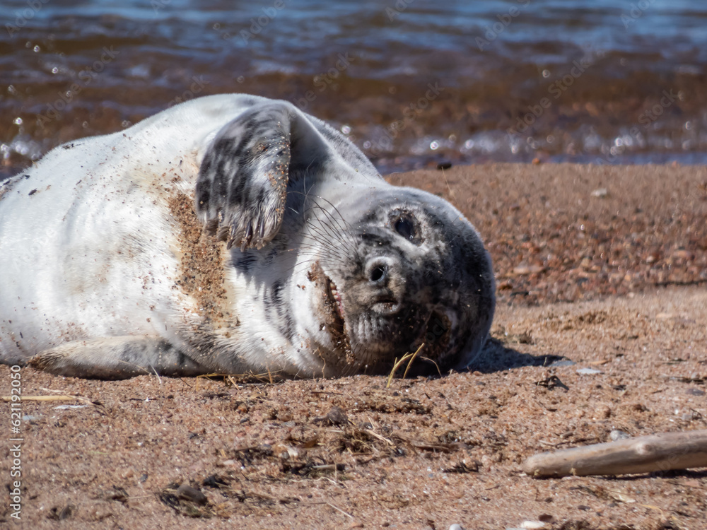 Grey seal pup (Halichoerus grypus) with soft, grey silky fur with dark spots resting and showing teeth on the sand in bright sunlight in the early with sea in background Grey seal pup (Halichoerus grypus) with soft, grey silky fur with dark spots resting and showing teeth on the sand in bright sunlight in the early with sea in background
