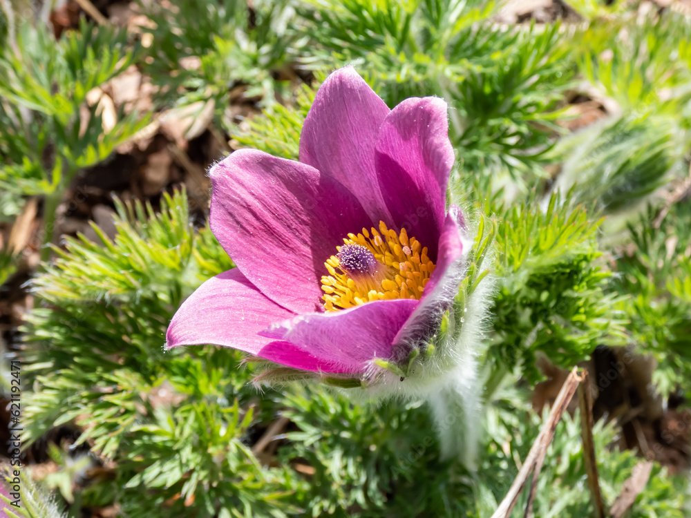 Fototapeta premium Close-up shot of Pasqueflower Pulsatilla hybrida 'Mrs. van der Elst' with solitary, hairy bell-shaped or cup-shaped blooming in spring