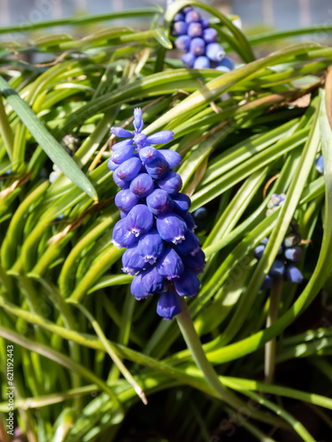 Close-up shot of blue grape hyacinth Muscari motelayi, that features pretty, grape-like clusters of rounded blue flowers with white tips photo