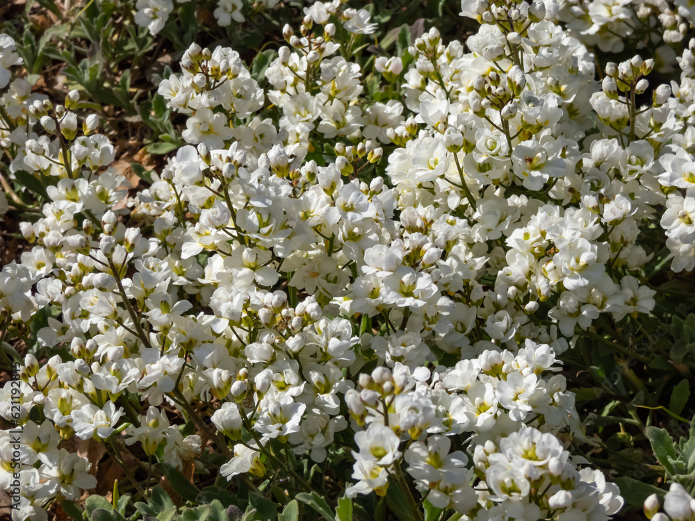 Close-up shot of the garden arabis, mountain rock cress or caucasian rockcress (Arabis caucasica wild) Plena flowering in early spring with white flowers Close-up shot of the garden arabis, mountain rock cress or caucasian rockcress (Arabis caucasica wild) Plena flowering in early spring with white flowers
