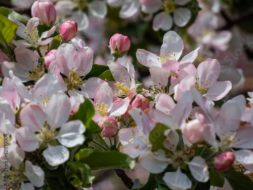 White and pink buds and blossoms of apple tree flowering in spring. Branches full with flowers eith open petals. Seasonal and floral spring scenery