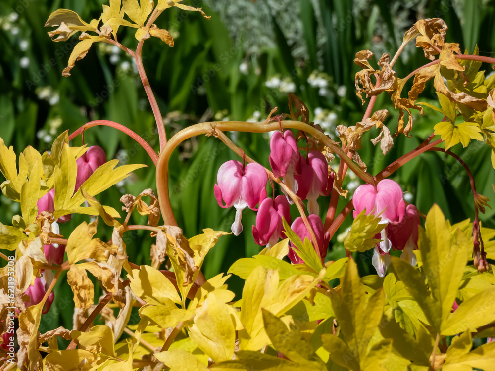Blooms of the bleeding heart plant cultivar (Dicentra spectabilis) 'Gold Hearts'. Brilliant gold leaves and peach-colored stems, heart-shaped rose-pink flowers with white petals Blooms of the bleeding heart plant cultivar (Dicentra spectabilis) 'Gold Hearts'. Brilliant gold leaves and peach-colored stems, heart-shaped rose-pink flowers with white petals