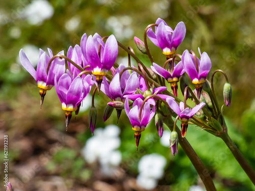 Pink-flowered flowers of Primula meadia, the shooting star or eastern shooting star (Dodecatheon meadia) flowering in garden with green background