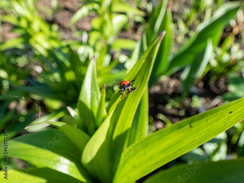 The single, adult scarlet lily beetle (Lilioceris lilii) sitting on a green lily plant leaf blade in garden. Its forewings are bright scarlet and shiny. Legs, antennae and head are black