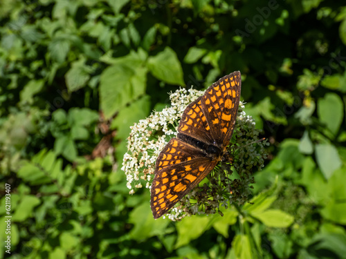 The heath fritillary  Melitaea athalia  with upperside dark brown and orange brown  with orange-brown spots and white fringe to the wings