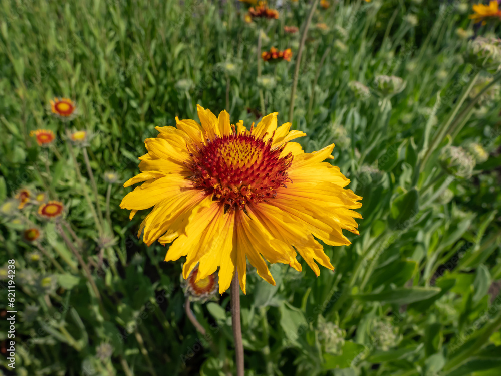 Great Blanket Flower (Gailardia aristata) boasting daisy-like yellow and orange flower heads in the garden in summer Great Blanket Flower (Gailardia aristata) boasting daisy-like yellow and orange flower heads in the garden in summer