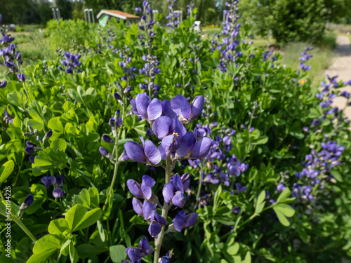 Blue false indigo or wild indigo (Baptisia australis) flowering with racemes with pea-like flowers that vary in colour from light blue to deep violet in a park photo