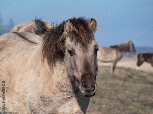 Close-up of Semi-wild Polish Konik horses with winter fur in a floodland meadow. Wildlife scenery © KristineRada
