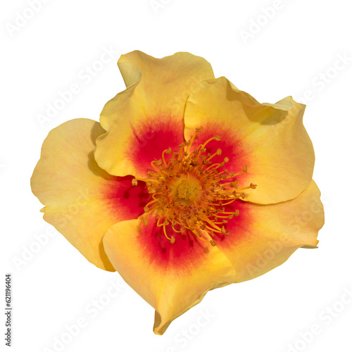 Yellow rose hips isolated on transparent background.