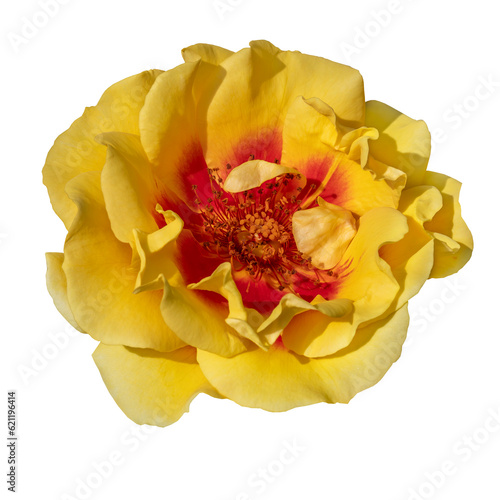 Yellow rose hips isolated on transparent background.