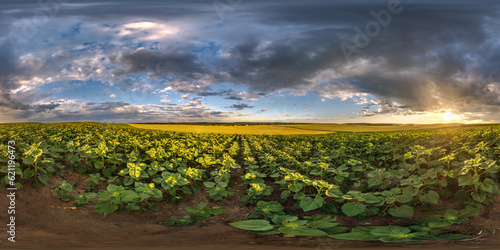 spherical 360 hdri panorama among farming field of young green sunflower with clouds on evening sky before sunset in equirectangular seamless projection, as sky replacement