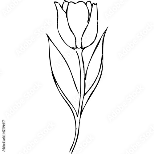illustration of a tulip minimal line art