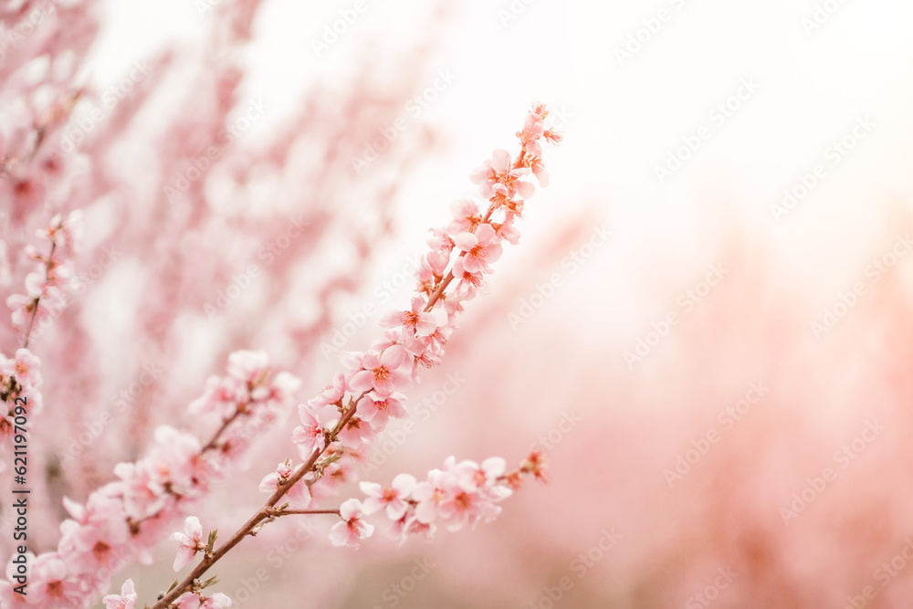 A peach blooms in the spring garden. Beautiful bright pale pink background. A flowering tree branch in selective focus. A dreamy romantic image of spring. Atmospheric natural background