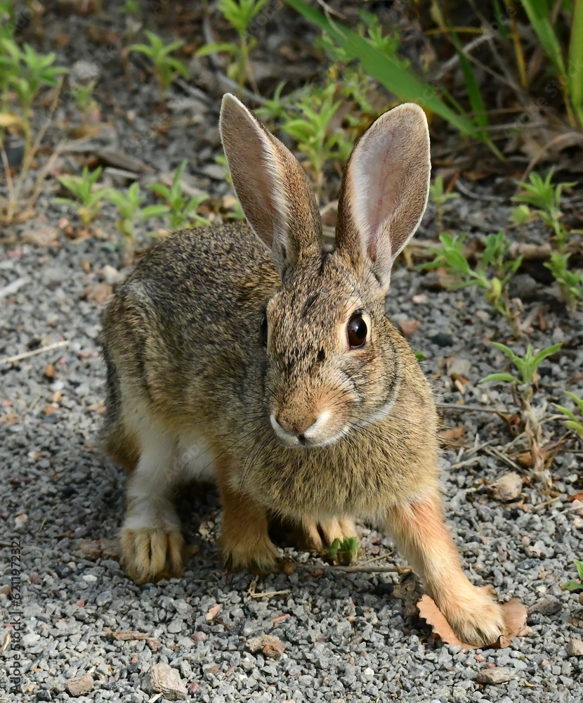 a cute white-tailed jack rabbit along the trail in summer at stearns lake in the carolyn holmberg preserve in boulder county, near broomfield, colorado a cute white-tailed jack rabbit along the trail in summer at stearns lake in the carolyn holmberg preserve in boulder county, near broomfield, colorado