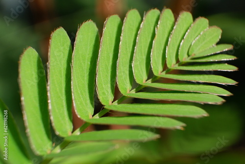 selective focus on Mimosa pudica leaves in Indonesian it is called the putri malu leaf. soft focus photo