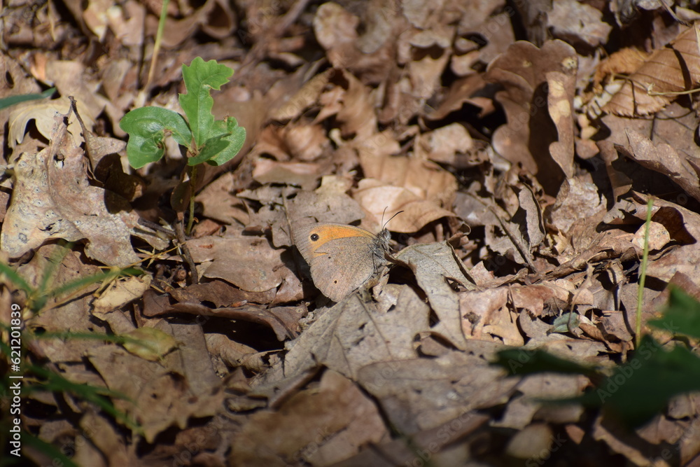 orange and gray butterfly orange and gray butterfly