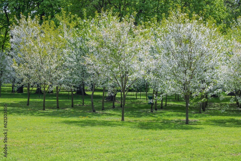 Obraz premium Green meadow and blooming apple trees