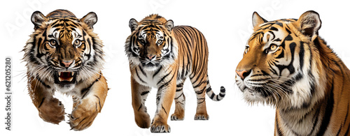 Tiger set. The tiger growls and jumps. The tiger is walking. Tiger portrait. Design element with wild animals to visualize strength and majesty. Isolated on transparent background. KI.