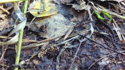 Forest red ants are dragging a beetle.