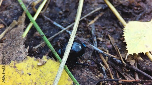 Forest blue beetle crawls on the ground.
