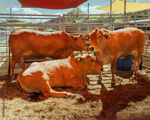 Vache en exposition à la Foire de Bourail photo