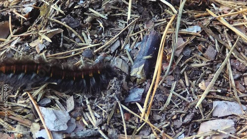 Shaggy clumsy caterpillar crawls along the forest floor.
