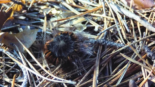 Shaggy caterpillar sleeps curled up in a ball.